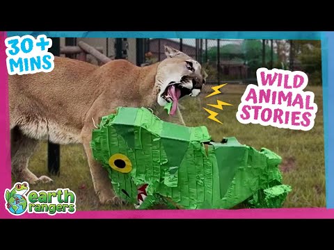 Cougars, Dolphins, Turtles + more! | 30min+ of Amazing Animal Stories | Earth Rangers