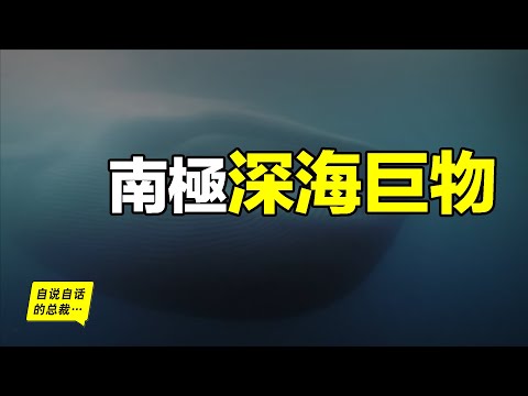 水下2300米發現未知魷魚，一步步破解懸案，我們發現了南極深海巨物的秘密……|自說自話的總裁