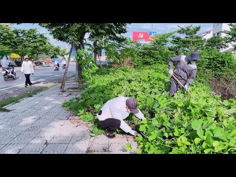 Rescue a path full of weeds at an intersection with a dangerous fiber optic cable hole