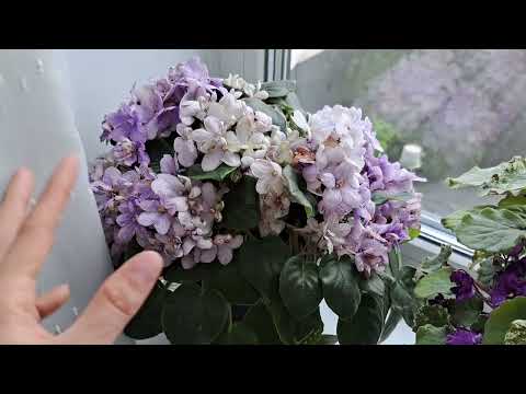 THE BEST TRAILER VIOLI IN MY COLLECTION