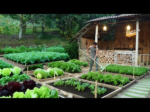 The Journey of Changing Life. Clearing the Garden and Growing Self Sufficient Vegetables