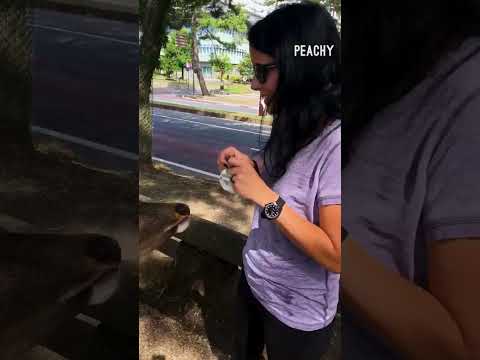 Jealousy can make you mean! 🦌 #fails #deer #funny #shorts