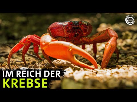 Die Weihnachtsinsel und der Palmendieb | Erlebnis Erde