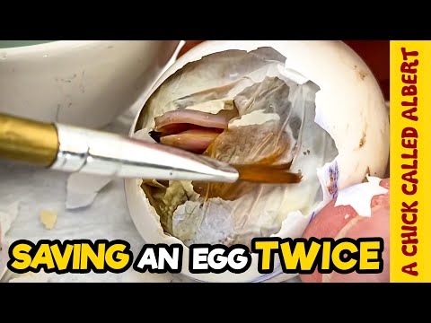 Most Difficult Egg Rescue Ever
