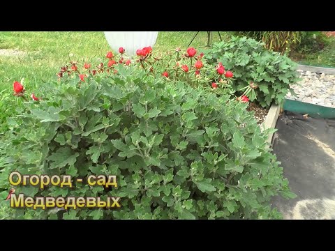 Уход за хризантемами - схема подкормок