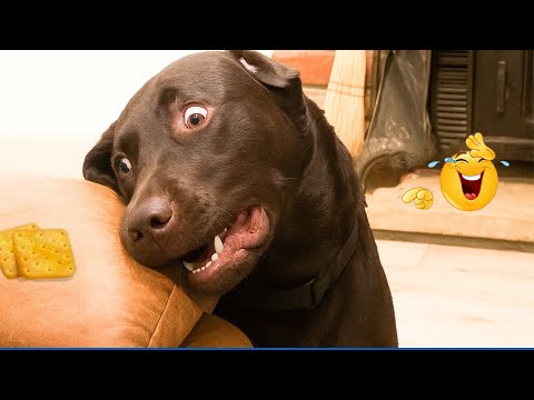 You Will Die Laughing At These Dogs 😹🐶  Best Animal Video Compilation You Can’t Miss 🤣