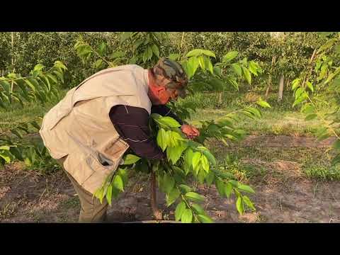 Омолаживание интенсивного черешневого сада и зелёные операции в двух летнем черешневом саду.