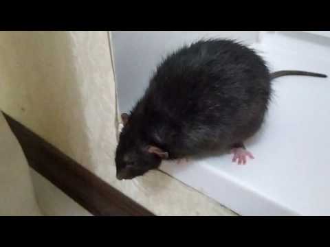 Крыса ЗЛИТСЯ!