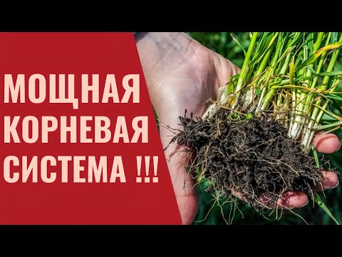 Что влияет на рост корней?