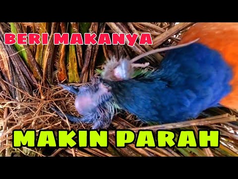INDUK DAN ANAK BURUNG BUBUT SAMA GILANYA