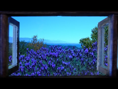Lavender: Relaxing Sleep Video and Sound for Meditation, Stress Relief & Relaxation for Anxiety