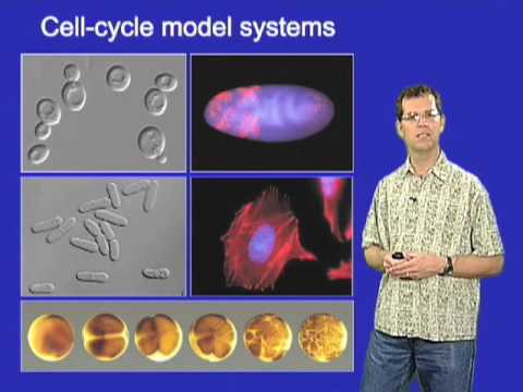 David O. Morgan (UCSF) Part 1: Controlling the Cell Cycle: Introduction