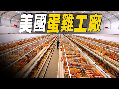 Step inside America's largest egg-laying hen factory and see how hens are turned into egg-laying ...