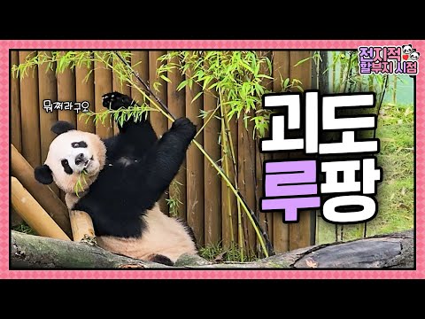 [Omniscient Grandpa's View] ep.236 The Return of the Bamboo Thief: Rui the Phantom! 🦹‍♀️