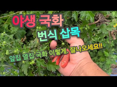 국화 누구나 집에서 삽목 손쉽게 하려면 꼭!! 이렇게 하세요