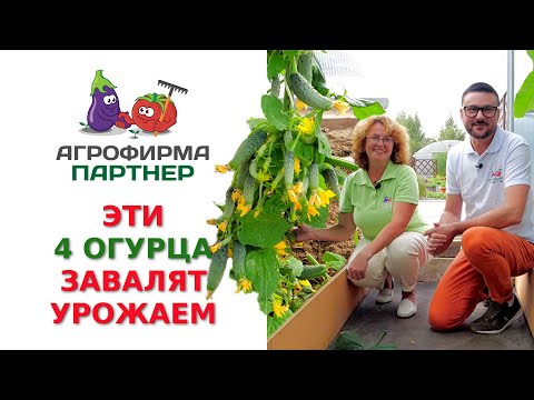 ЭТИ 4 ОГУРЦА ЗАВАЛЯТ УРОЖАЕМ