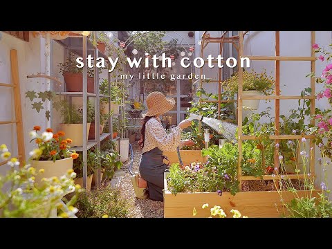 Small Vegetable Garden 🌿 | Easy Menu from 3 Eggplants 🍆 | Spicy Eggplant Curry 🥘 | Eggplant Salad