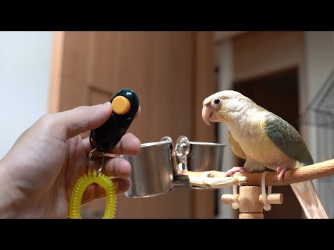 [앵무새 훈련] 1회 - 클리커 차징 parrot training clicker charging