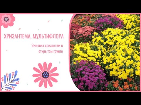 Зимовка хризантем в открытом грунте. Как сохранить хризантемы зимой.