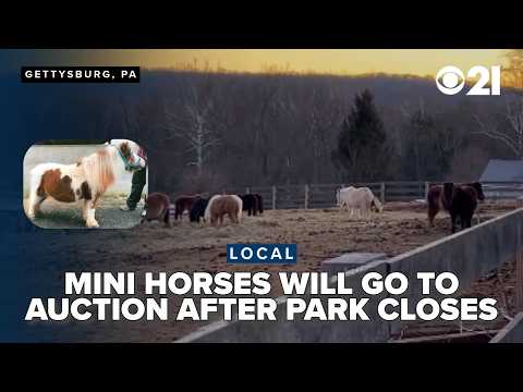 Land of Little Horses minis to meet their fate in auction after closure