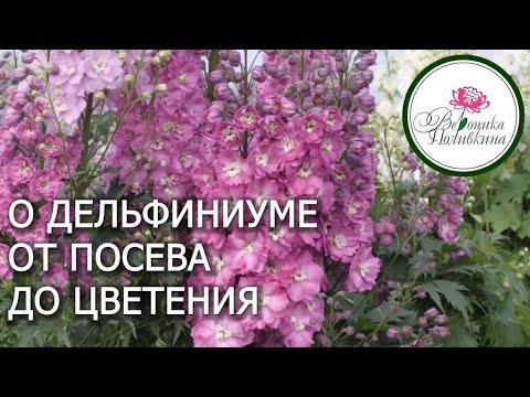 Как вырастить дельфиниум из семян