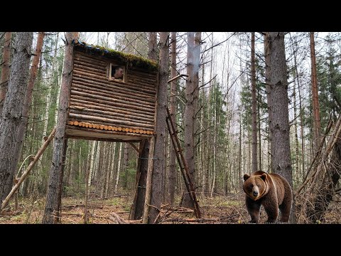 The Bear Attacked My Tree House - Life in the Winter Forest