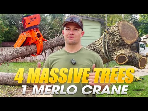 The other tree service gave up!