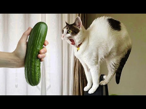 Funniest animals will make you laugh uncontrollably 😂