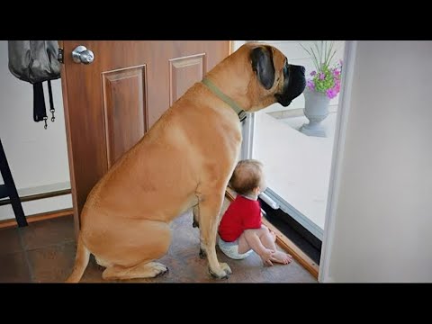 When Big Dogs Turn Into the Cutest Babysitters 🐶🍼 Dog and Baby Videos