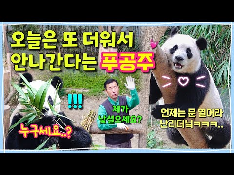 [ep.169] 오늘은 더워서 야외 안나간다고 딴청 한바가지 피우는 푸바오😝/ 푸바오 이름 100번 부르느라 하루가 바쁜 잘생긴 강철원사육사님💁🏻‍♂️ 에버랜드 판다월드