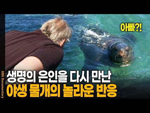생명의 은인을 다시 만난 야생 물개의 놀라운 반응 | KBS 20111005 방송