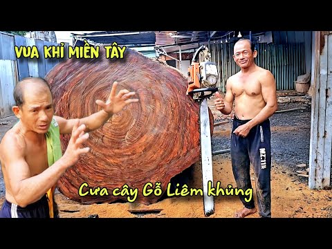 Bất Ngờ!! Trại Cưa Gọi Gấp Vua Khỉ Trở Lại Cưa Thêm Cây Gỗ Lim Siêu Khủng Ra Làm 3 Đoạn