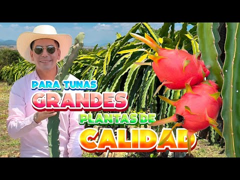 Esquejes Tuna Tasajo como cultivar 18 mil plantas para una Hectárea y cosechar en 8 meses