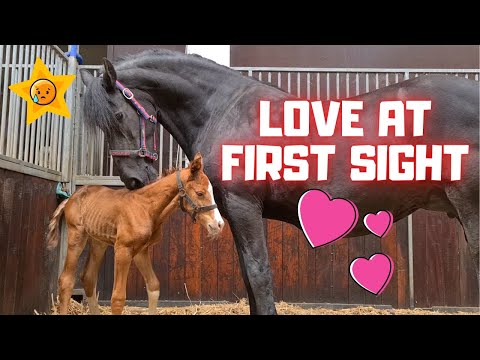 Orphan foal meets foster mother Queen👑Uniek. I've never seen this before! Amazing! | Friesian Horses