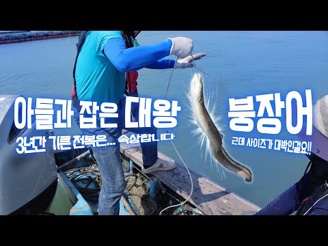 진짜 초대박입니다!! 3년간 기른 전복은 속상하지만 대왕 붕장어로 달래봅니다! #전복 #해남 #어영차