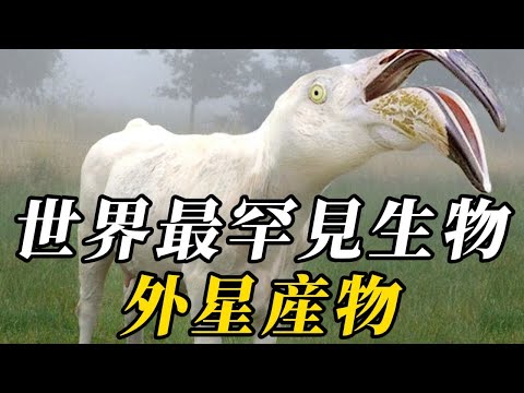 全世界最罕見的10種生物， 第壹名尾巴超體長2倍，如穿山甲般鑿穴挖洞！頭長僚牙老虎都怕！震驚整個科學界！捕殺鳄魚不在話下，體重超8噸！#世界之最 #动物 #科普 #百科密码