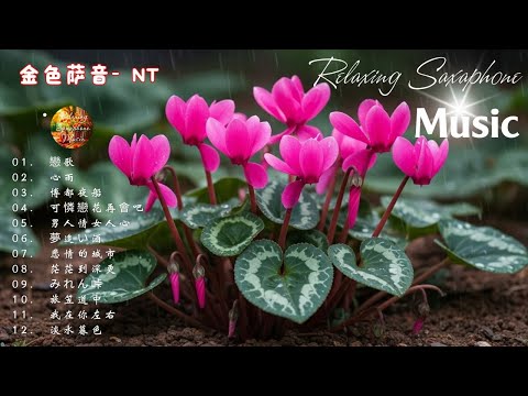 🔴【100% 無廣告】萨克斯金曲100首老歌 - 薩克斯 很好听很洗脑 (博都夜船+可憐戀花再會吧+漂浪之女+深情海岸+舊皮箱的流浪兒)Relaxing Saxaphone Music