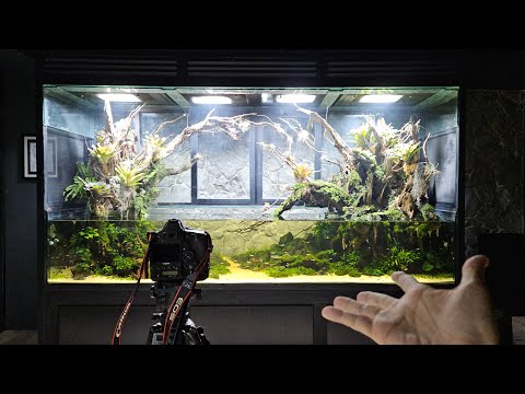 LIVE: Tour My Giant Vivaria Room & Addressing Controversies, Rumours, Fake Drama Accusations, etc.