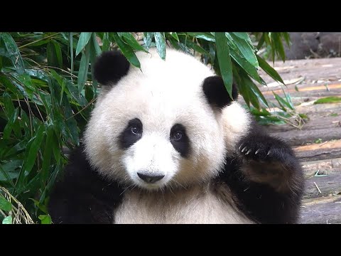 哈哈哈！当花花举手手！全场一片夹子音😂😂