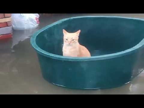 Default cat behavior