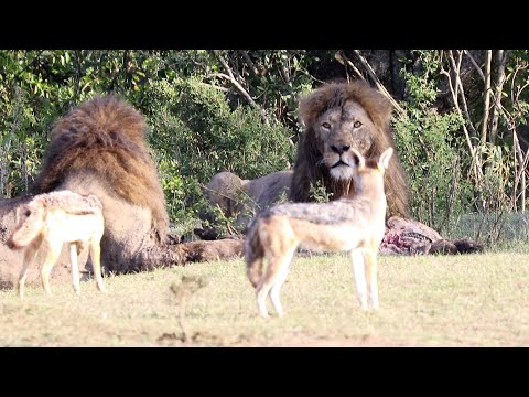 This Male lion is feared by his brothers