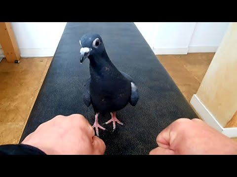 비둘기 쩔구 야바위 훈련