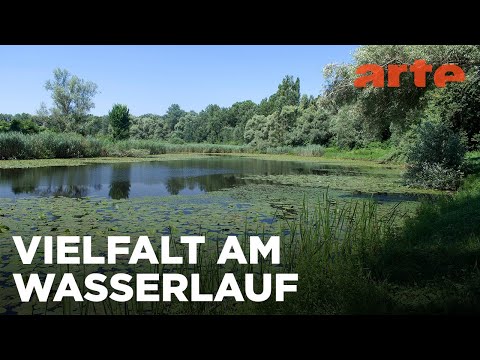 Die lange Reise | Europas Amazonien | ARTE Family