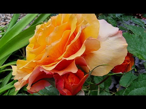 Прогулянка між трояндами. 2 частина