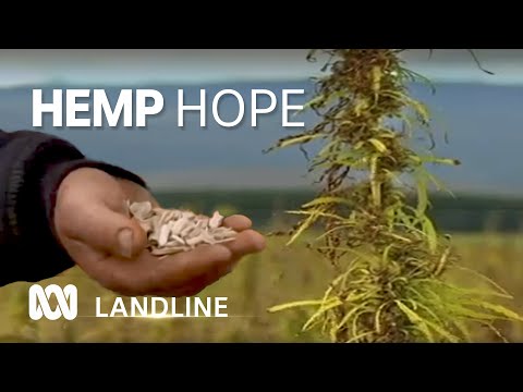 Aussie farmers learn to harvest hemp,  'toughest plant on the planet' 🌿 | Landline | ABC Australia