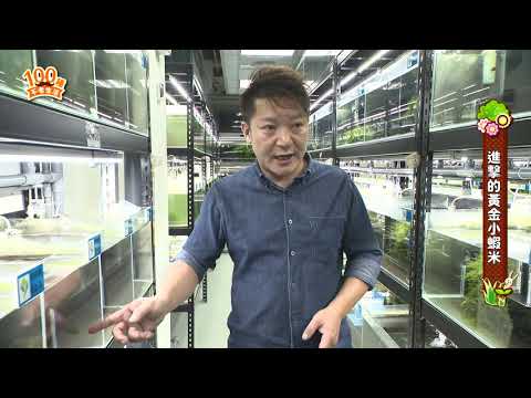 【一百種不老生活】進擊的黃金小蝦米