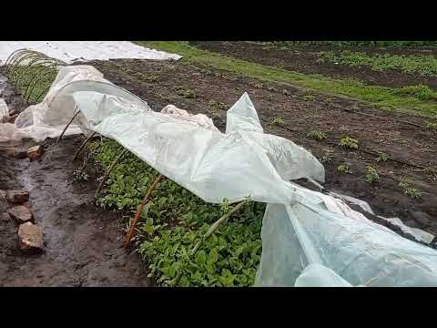 Розсада в тунелях виросла, час продавати!