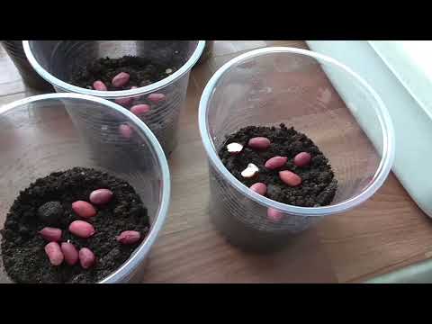 Как выращиваю арахис