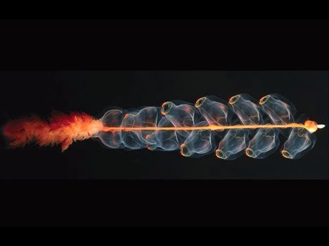 【一席】馮偉民:黑暗生物群與生命起源