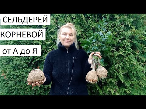 Celery root from A to Z in natural farming.